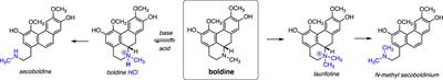 Pharmacology of boldine: summary of the field and update on recent advances